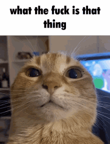 Discord Cat Discord Cat Caption GIF - Discord Cat Discord Cat Caption Cat Caption GIFs