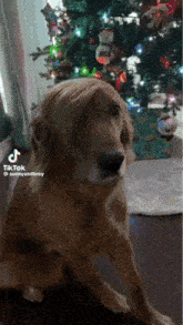 a dog sitting in front of a christmas tree with a wig on its head .