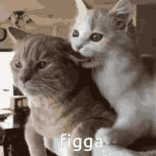 Hogar Cat GIF