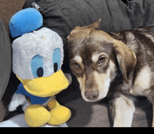 a stuffed donald duck sits next to a dog on a couch