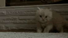 Keepin Time GIF - Cats Kittens Kitten GIFs