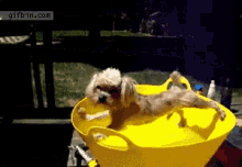 Shower Pool GIF - Shower Pool Dog GIFs