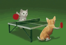 kitty table tennis play cat cays
