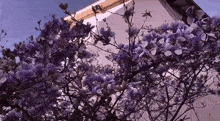 a tree with purple flowers is in front of a white building