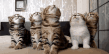 Frohe Ostern Happy Easter GIF - Frohe Ostern Happy Easter Cat GIFs