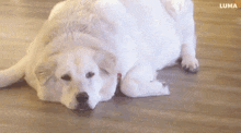 a white dog is laying down on the floor with luma written on the bottom right