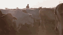 Herding The Cows Meet The Heroes Who Protect The Last Northern White Rhinos In The World GIF