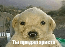 a close up of a puppy 's face with russian writing on it