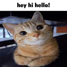a cat laying under a table with the words hey hi hello below it