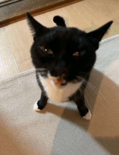 Goober Cat GIF - Goober cat - Discover & Share GIFs