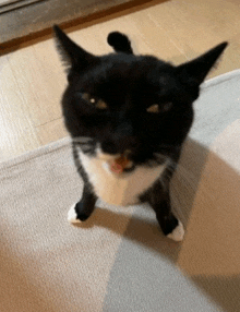 Goober Cat GIF - Goober Cat GIFs