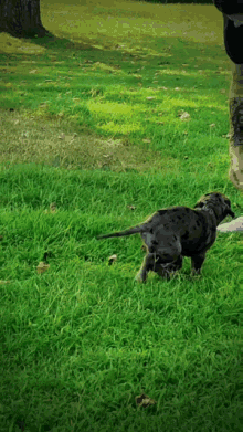 a black dog is walking in the grass with a person