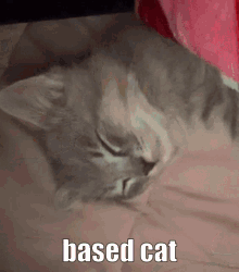 Mysta Rias Based Cat GIF - Mysta Rias Based Cat Nijien GIFs