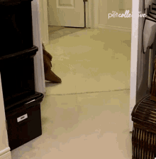 Bite The Pet Collective GIF - Bite The Pet Collective I Bring You Your Shoes GIFs