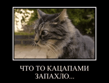 a picture of a cat in a frame with russian writing