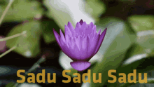 blooming sadu