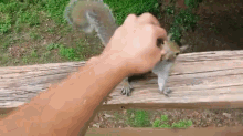 squirrel play hands