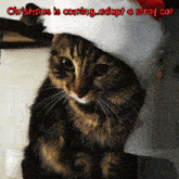a cat wearing a santa hat with the words christmas is coming adopt a stray cat below it
