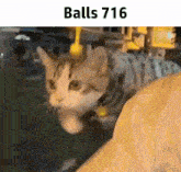 a cat is sitting on a person 's lap and looking at the camera with the words balls 716 above it .
