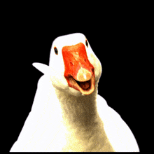 Goose Shake Silly GIF - Goose Shake Goose Silly GIFs