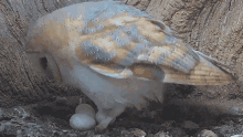 Incubate Egg Barn Owl GIF