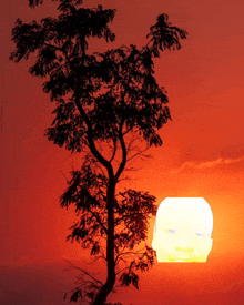 a tree silhouetted against a red sky with the sun shining through the branches