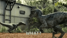 Dinosaur Jurassic GIF - Dinosaur Jurassic Park GIFs