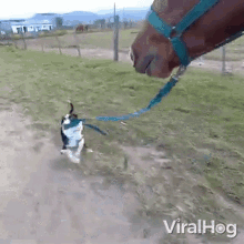 Dog Pulling A Horse Viralhog GIF - Dog Pulling A Horse Viralhog Come With Me GIFs