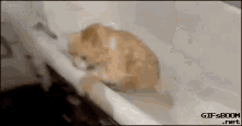 a cat is laying in a bathtub with a gif from gifsboom.net .net
