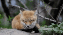 fox sleepy cute