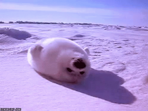 Seal Cute GIF - Seal Cute Animal - Discover & Share GIFs