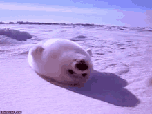 Seal Cute GIF - Seal Cute Animal GIFs