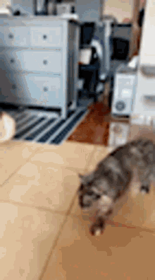 Mainecoon Cat GIF - Mainecoon Cat Kitty GIFs