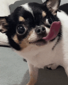 a black and white chihuahua with its tongue out