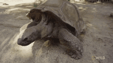 Tired National Geographic GIF - Tired National Geographic Weighing A Giant Tortoise GIFs