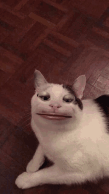 Funny Cat Face GIFs