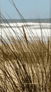 Grass Waving GIF - Grass Waving Sea GIFs