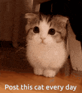 Post-this-cat-every-day Kitten-concern GIF - Post-this-cat-every-day Kitten-concern GIFs