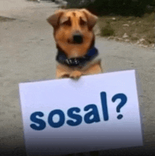 a brown dog is holding a sign that says sosal