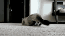 Smilly Cats GIF - Smilly Cats GIFs