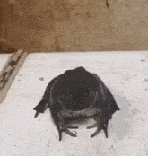 a black frog is sitting on a white surface looking at the camera