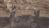 a cartoon of a rabbit and a cat sitting in the dirt