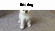 This Dog Cute Dog GIF - This Dog Dog Cute Dog GIFs