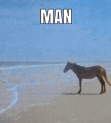 Man Horse GIF - Man Horse Beach GIFs