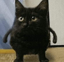 a black cat is standing on its hind legs on the floor .