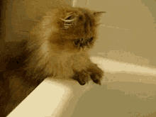 Kitten Water GIF