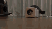 Boxes Are Fun! GIF - Boxkitty Cats Box GIFs