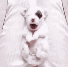 Que Soninho / Cachorro Bocejando / Sono GIF - Dog Sleepy Tired GIFs