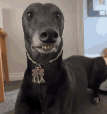 Heartaglows Dog GIF - Heartaglows Dog Teeth GIFs