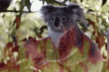 Wbags Kloa GIF - Wbags Kloa Koala GIFs
